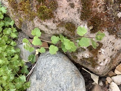 Veronica hederifolia-sublobata-triloba