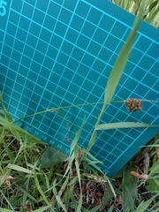 Luzula capitata