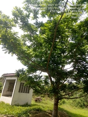 Magnoliopsida