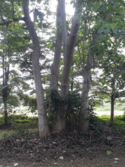 Magnoliopsida