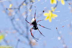 Trichonephila inaurata