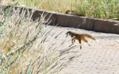 Cynictis penicillata