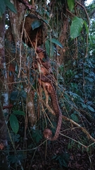 Phataginus tricuspis