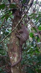 Phataginus tricuspis