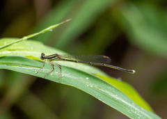 Pseudocopera ciliata
