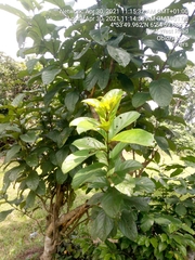 Magnoliopsida