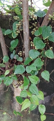 Ficus fistulosa