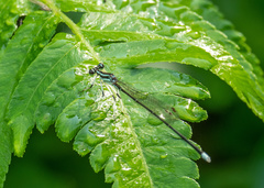Pseudocopera ciliata
