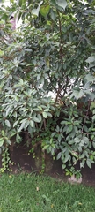 Ficus fistulosa