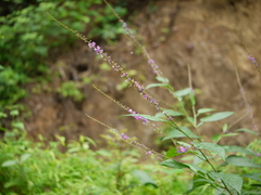 Tadehagi triquetrum
