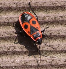 Pyrrhocoris apterus