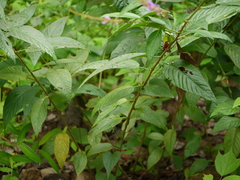Tadehagi triquetrum