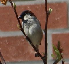 Passer domesticus