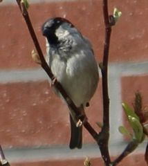 Passer domesticus