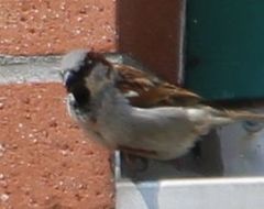 Passer domesticus