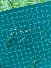 Festuca parvigluma