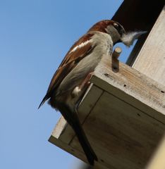 Passer domesticus