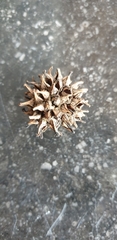Liquidambar styraciflua