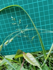 Poa acroleuca