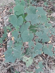 Magnoliopsida