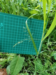 Poa acroleuca