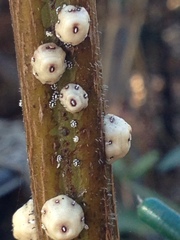 Ceroplastes cirripediformis