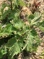 Urtica dioica