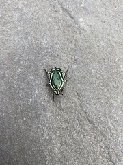 Rhabdotis semipunctata