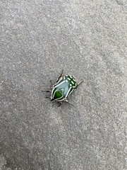 Rhabdotis semipunctata