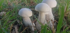 Agaricaceae