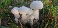 Agaricaceae