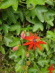 Passiflora manicata