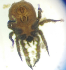 Caeculidae