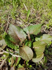 Rumex