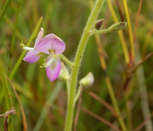 Desmodium uncinatum image