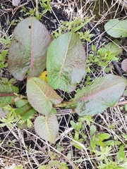 Rumex