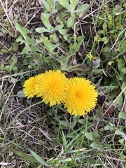 Taraxacum officinale