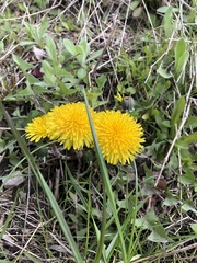 Taraxacum officinale