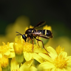 Leucopsina odyneroides