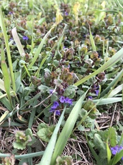Glechoma hederacea
