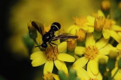 Leucopsina odyneroides