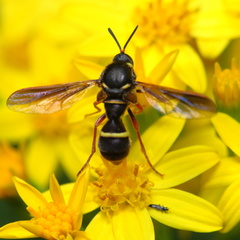 Leucopsina odyneroides