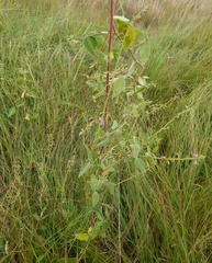 Desmodium uncinatum image