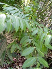 Magnoliopsida
