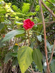 Magnoliopsida