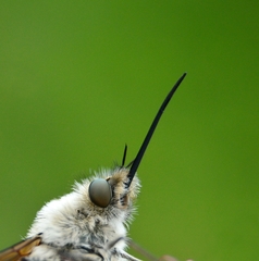 Bombylius venosus