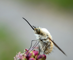 Bombylius venosus