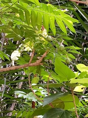 Magnoliopsida