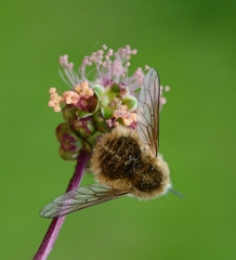 Bombylius venosus