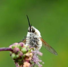 Bombylius venosus